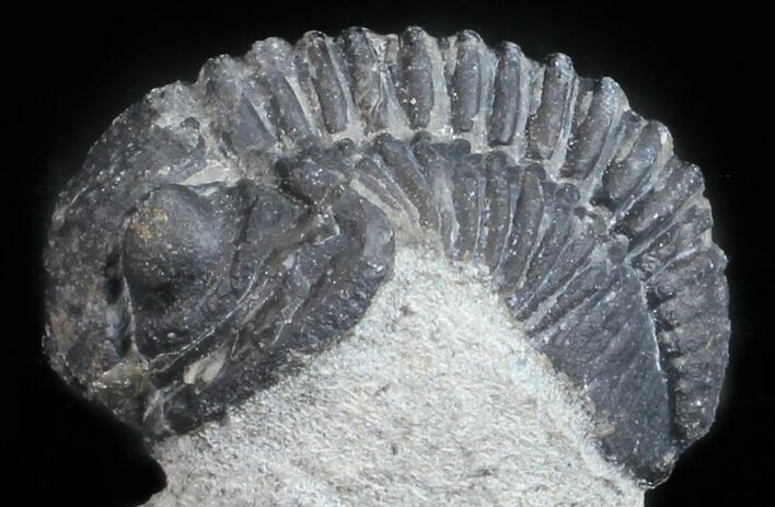 Bargain, Gerastos Trilobite Fossil - Morocco #57626
